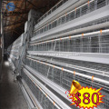 Chicken Cage With Egg Collection System